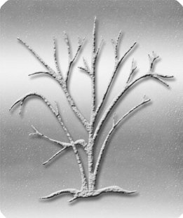 Birch Tree Silver-Silver